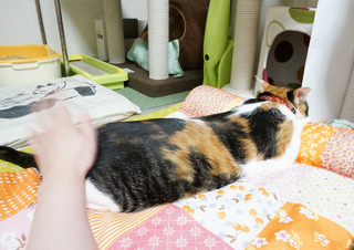20160621猫ベッド1.JPG