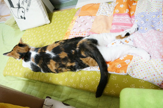 20160621猫ベッド3.JPG