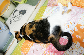 20160621猫ベッド4.JPG