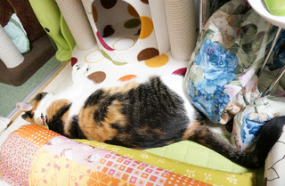 20160621猫ベッド5.JPG