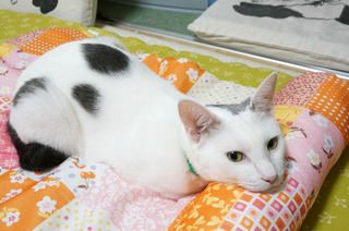 20160621猫ベッド6.JPG