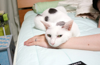 20160621猫ベッド7.JPG