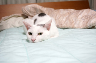 20160621猫ベッド8.JPG