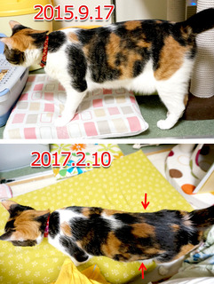 20170215ねね比べ.jpg