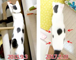 20170215カヲル比べ.jpg